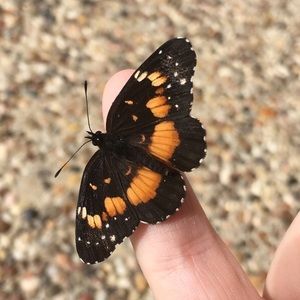 Meet your Posher, Kayley